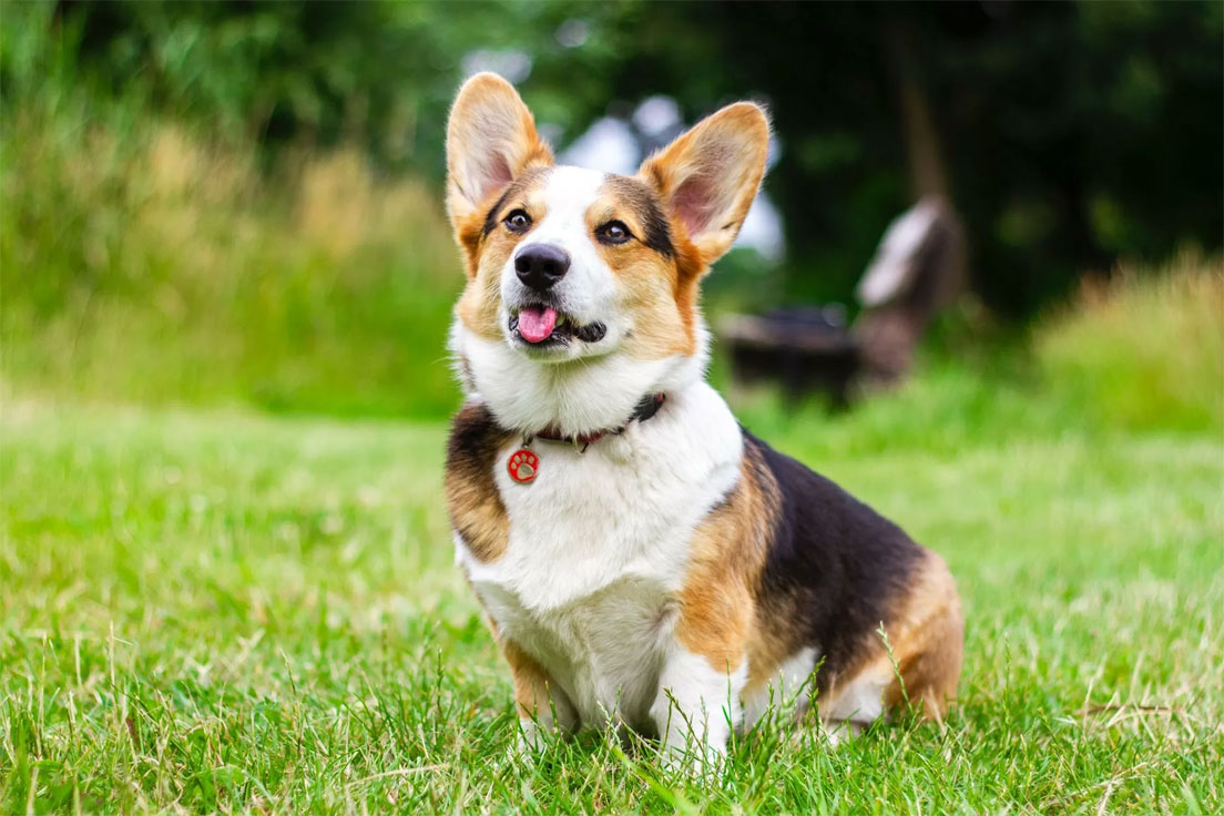 Cómo pasear a un perro