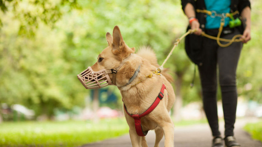 Normas para pasear perros