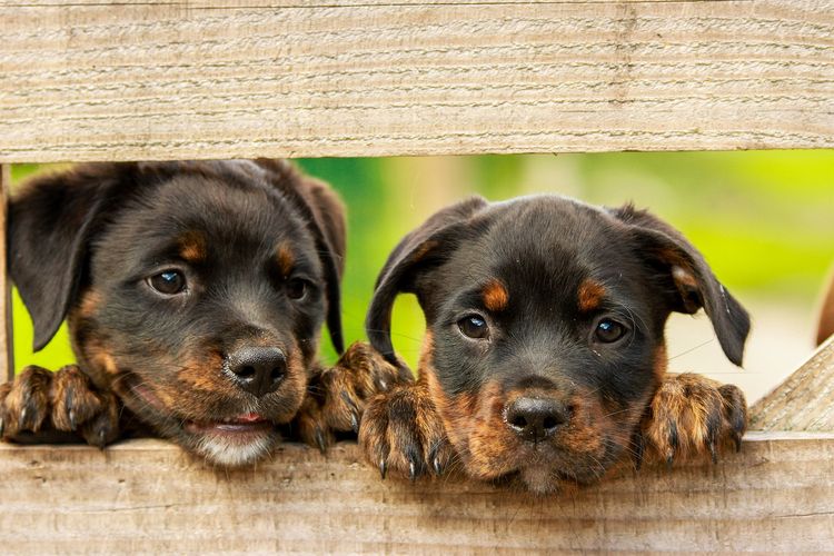 Cachorros en estancia