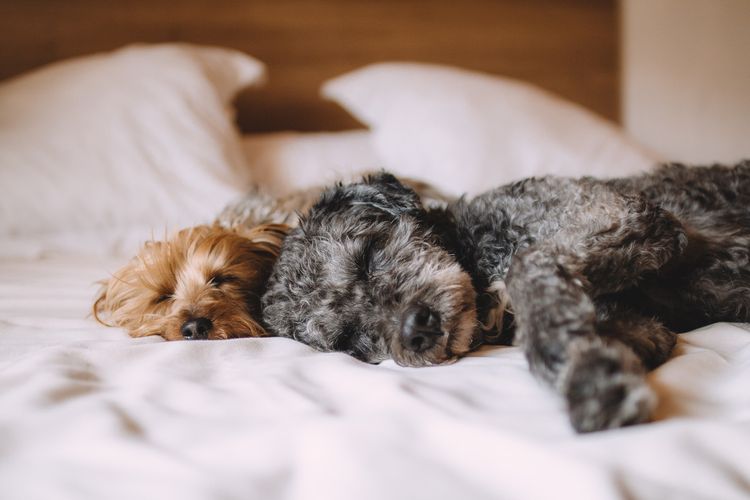Dos perros duermen