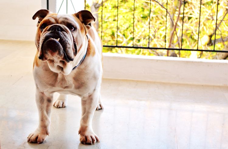 ¿Cuánto cuesta la estancia de un perro?