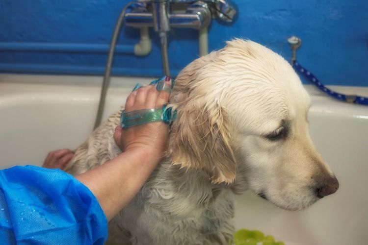 Hund wird im Salon gewaschen