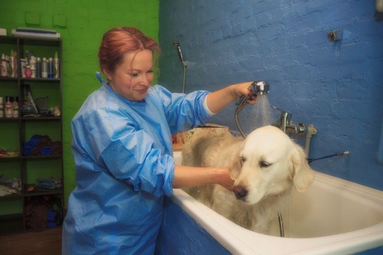Der Groomer wäscht den Labrador.