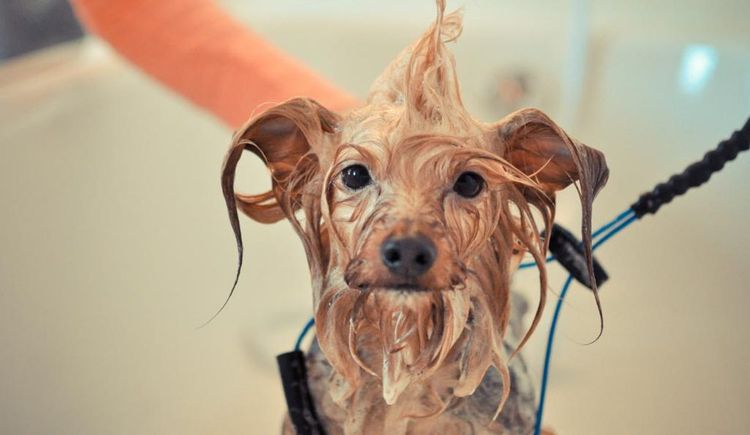 Hund wird im Salon gewaschen