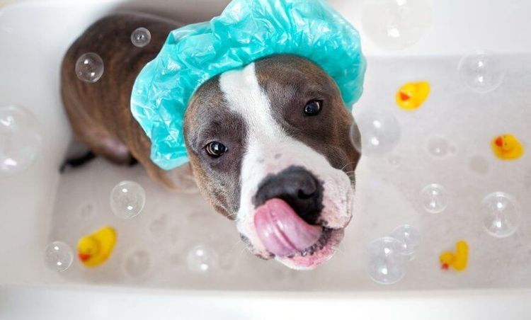 Was kostet es, einen Hund im Salon zu waschen