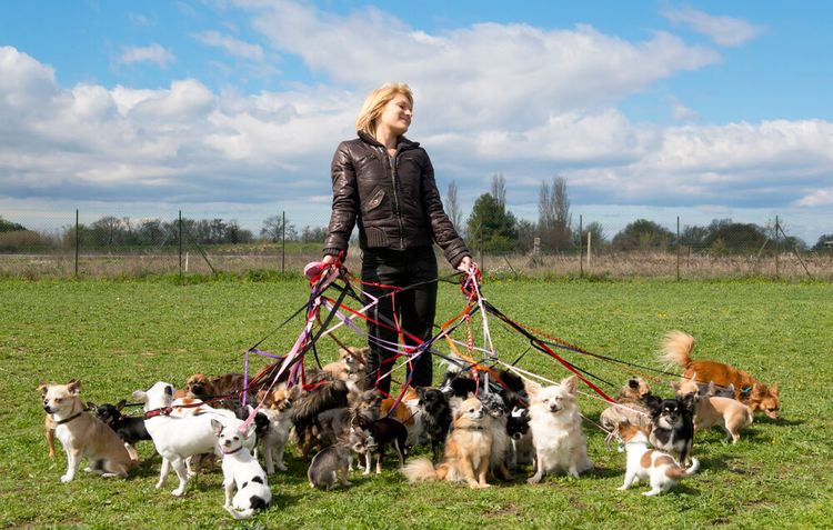 Servicio de paseo de perros