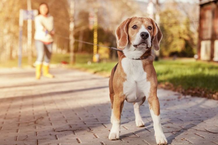 Paseo de perros por horas