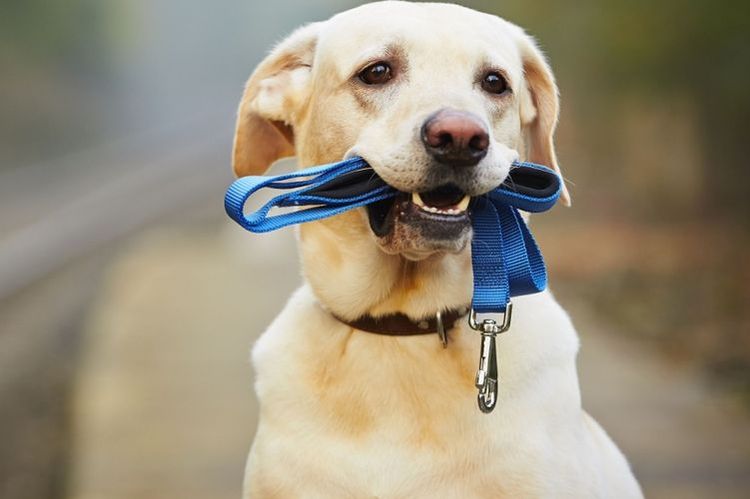 Labrador con la correa en la boca
