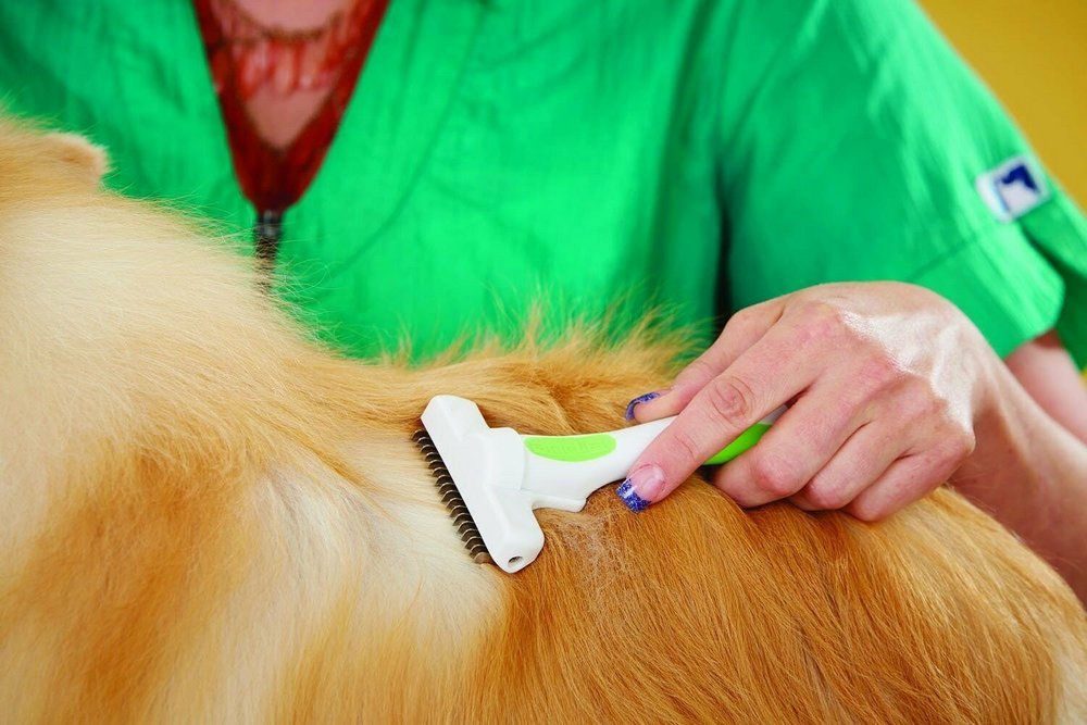 Perro junto al peluquero canino