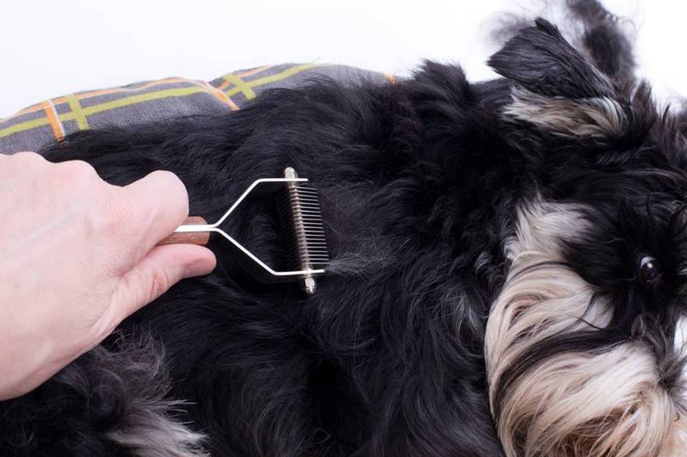 Stripper en la mano cerca del pelo del perro