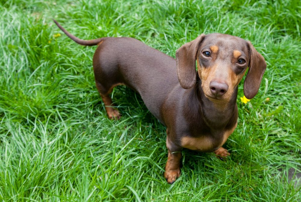 Perro salchicha