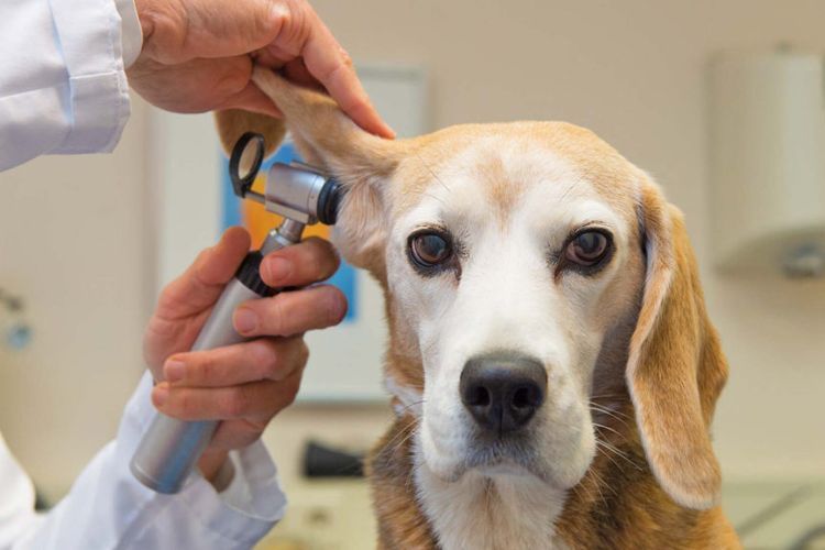 Examen de los oídos del perro