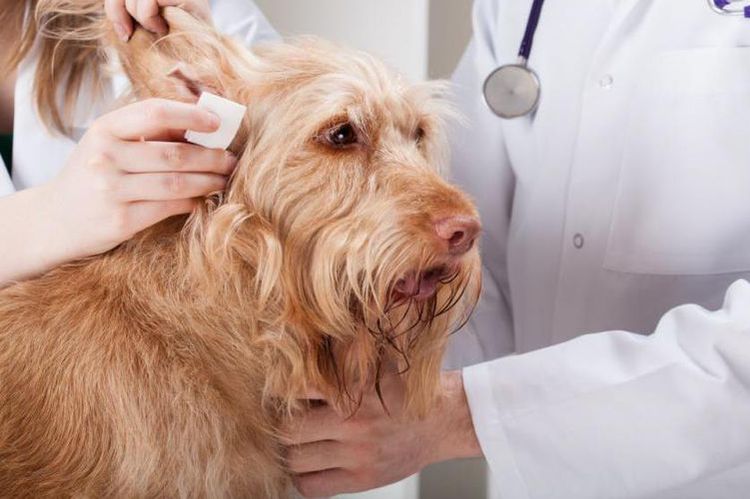 El perro en el veterinario