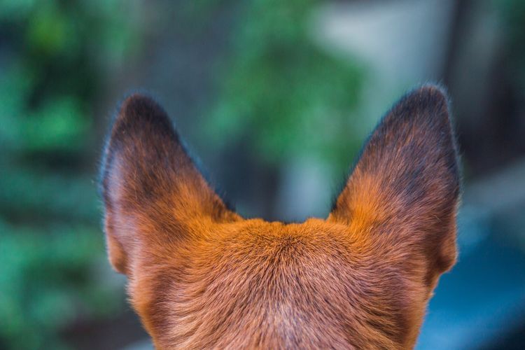 A su perro le sangran las puntas de las orejas