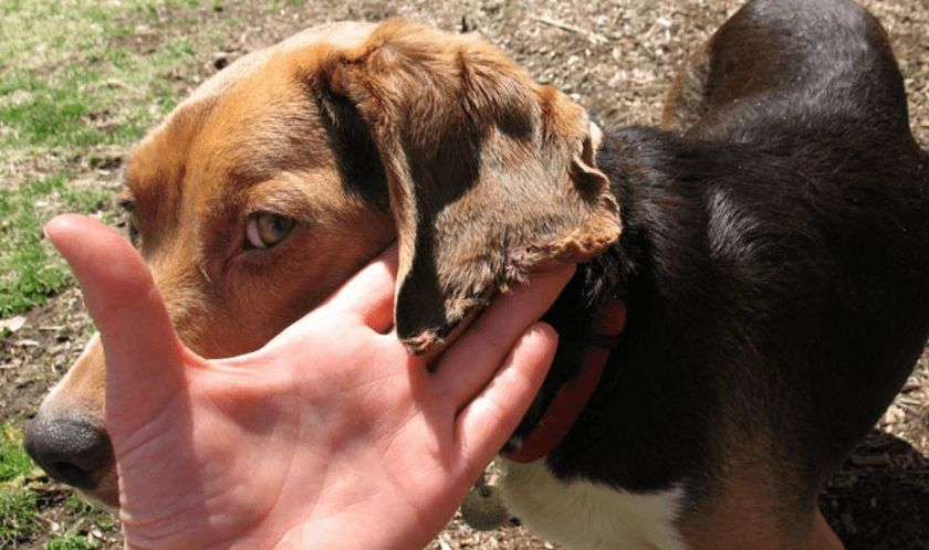 Vasculitis en un perro