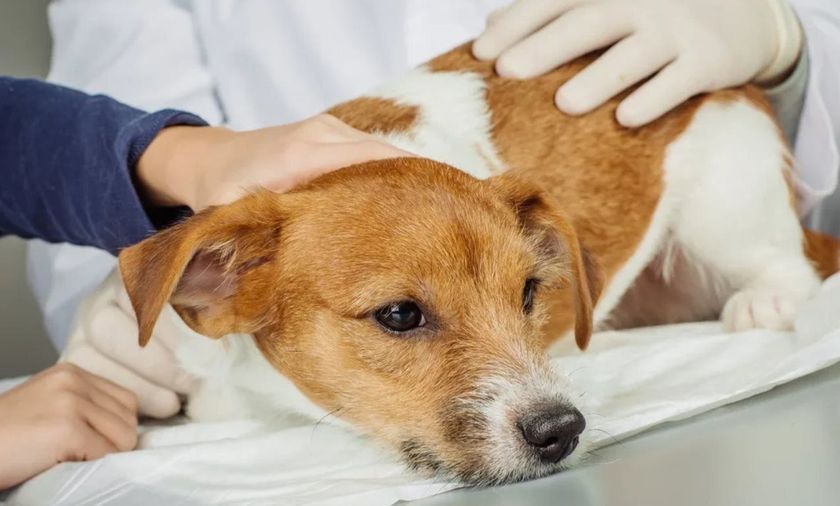Perro en el veterinario