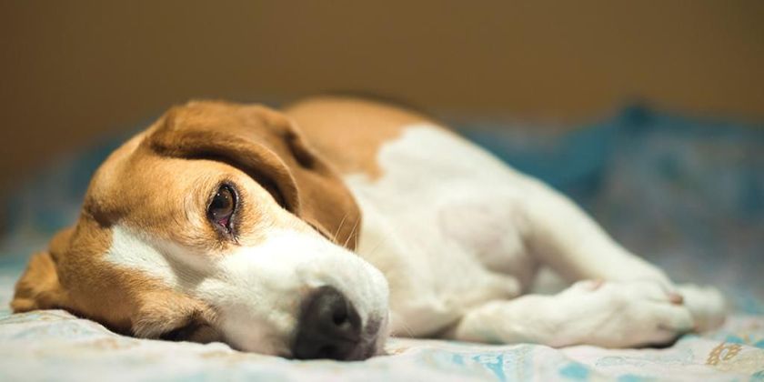 Vasculitis en perros