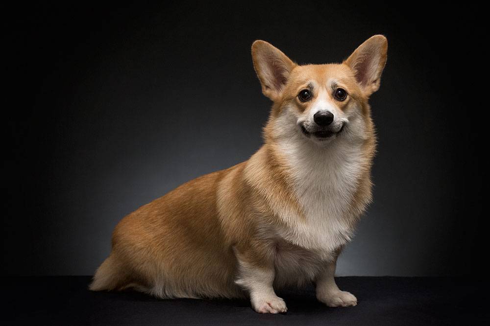 Corgi galés