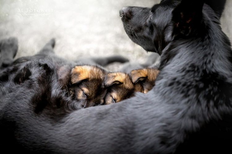 Perras y cachorros recién nacidos