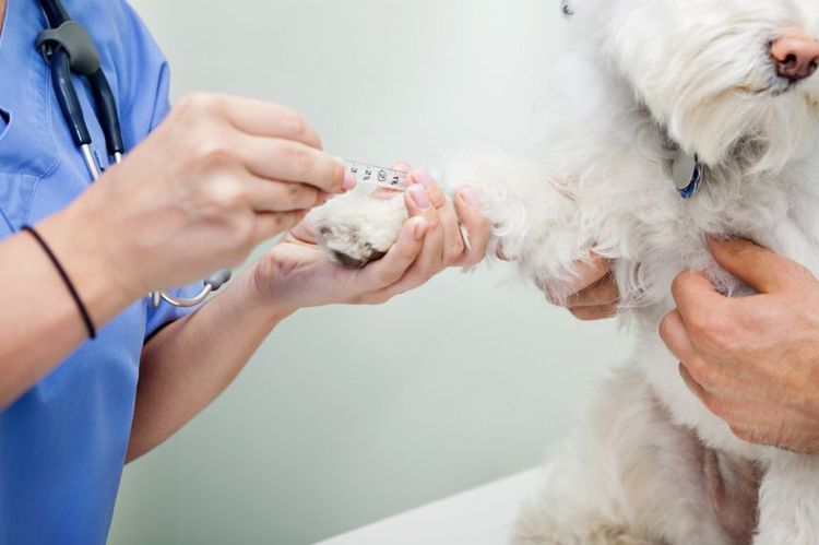 Extracción de sangre de un perro