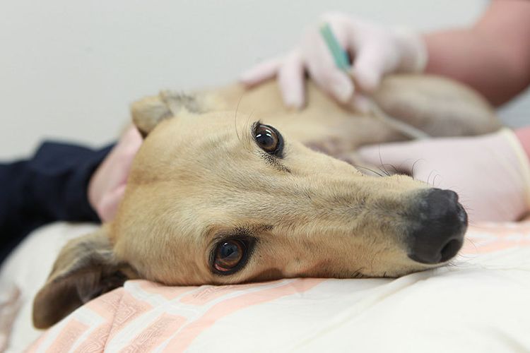 Toma de sangre a domicilio para perros