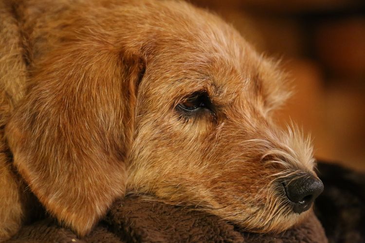 Nerveneinklemmung bei einem erwachsenen Hund