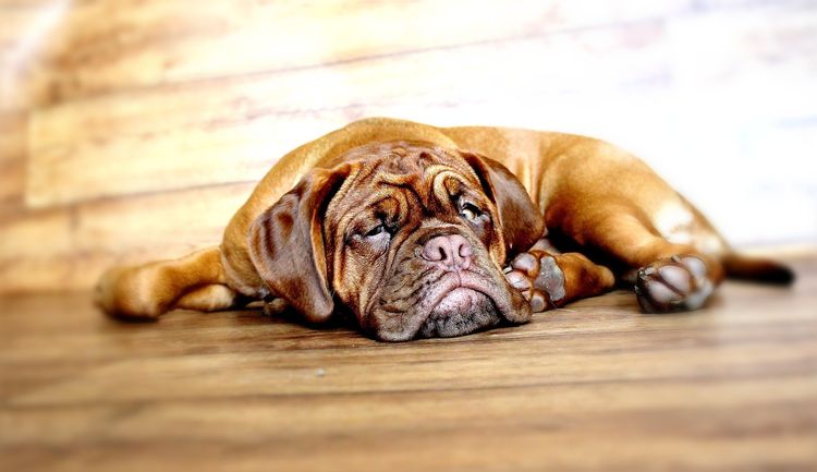 Eingeklemmter Nerv beim Hund