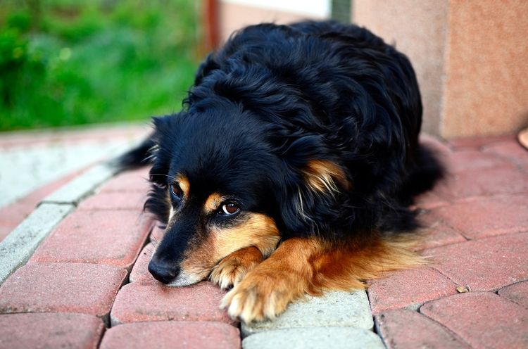 Ictericia en perros después de una picadura de garrapata