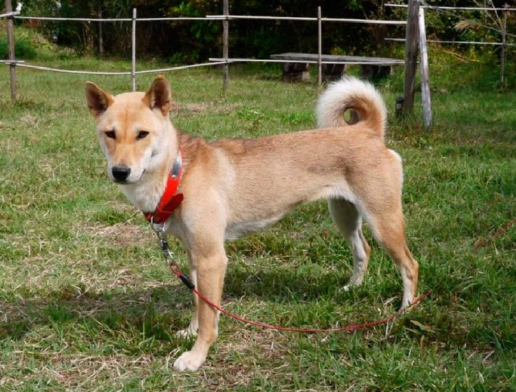 Jomon-shiba en el césped