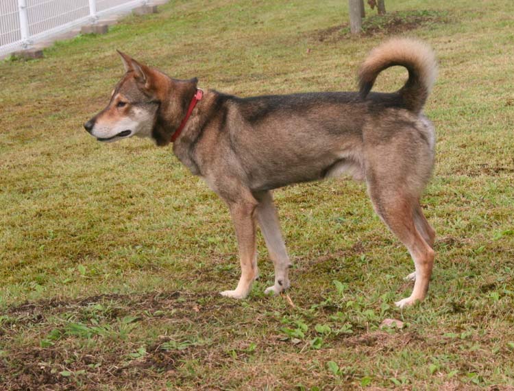 estándar de la raza Jōmon Shiba