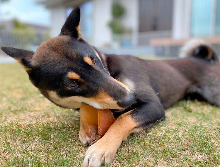 Carácter de los perros Jōmon Shiba