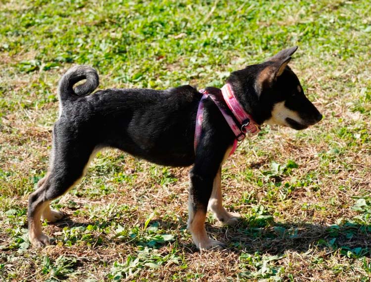 Perro de raza Jōmon Shiba