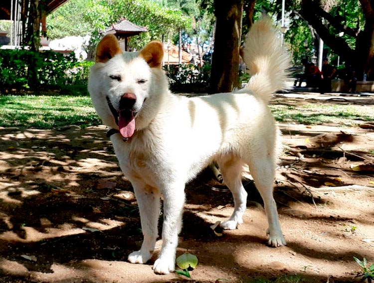 raza de perros Kintamani