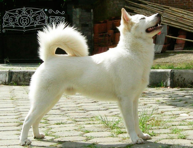 perro de raza Kintamani