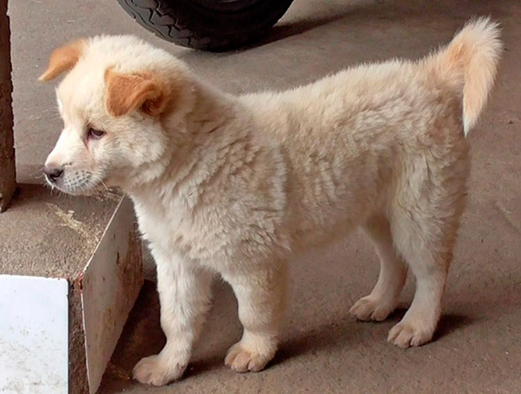 cachorro de Kintamani
