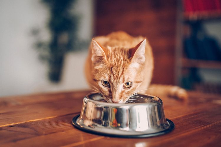 El gato come alimento seco