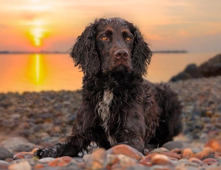 raza American Water Spaniel
