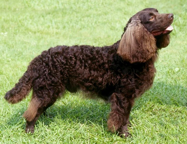 cómo es el spaniel de agua americano