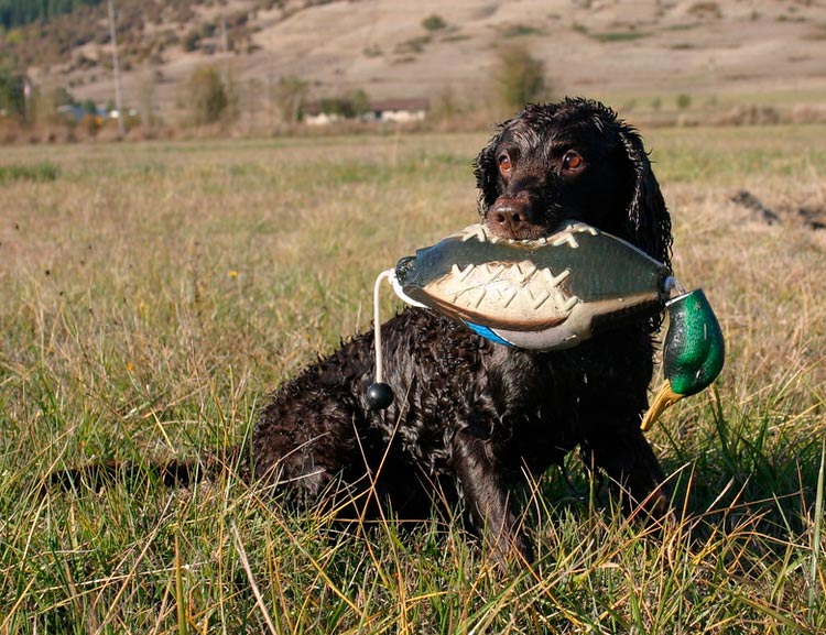 Perro de agua americano con pato