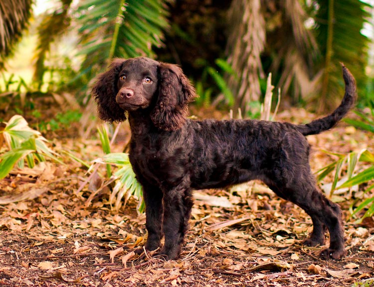 Perro de agua americano de criadero