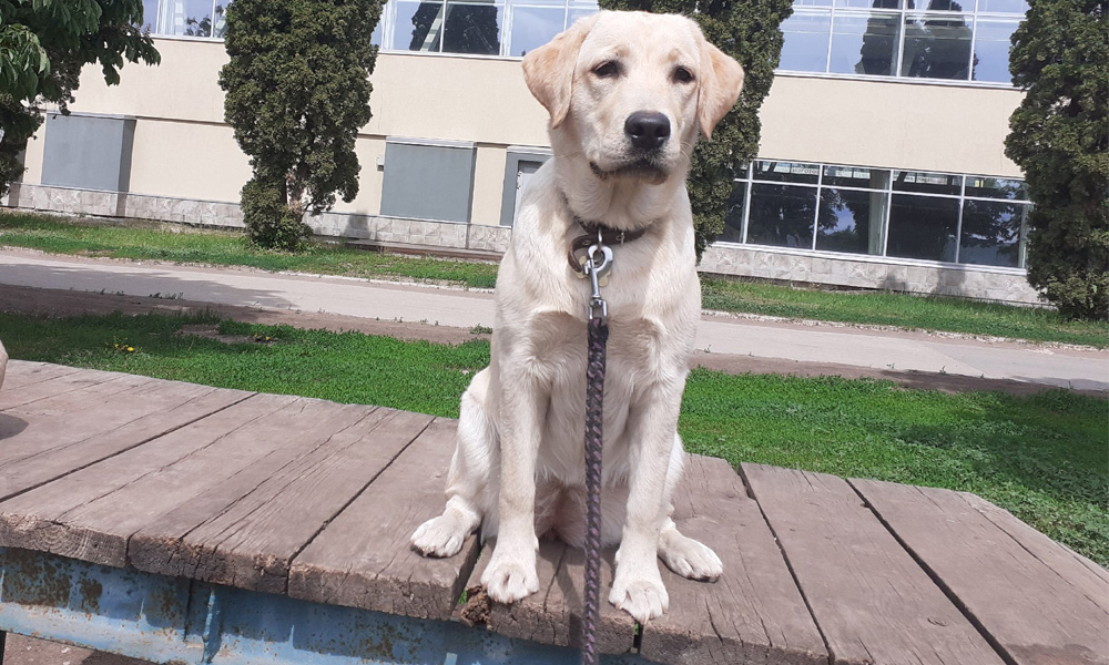 El labrador NORMANDIYA aprende NoseWork