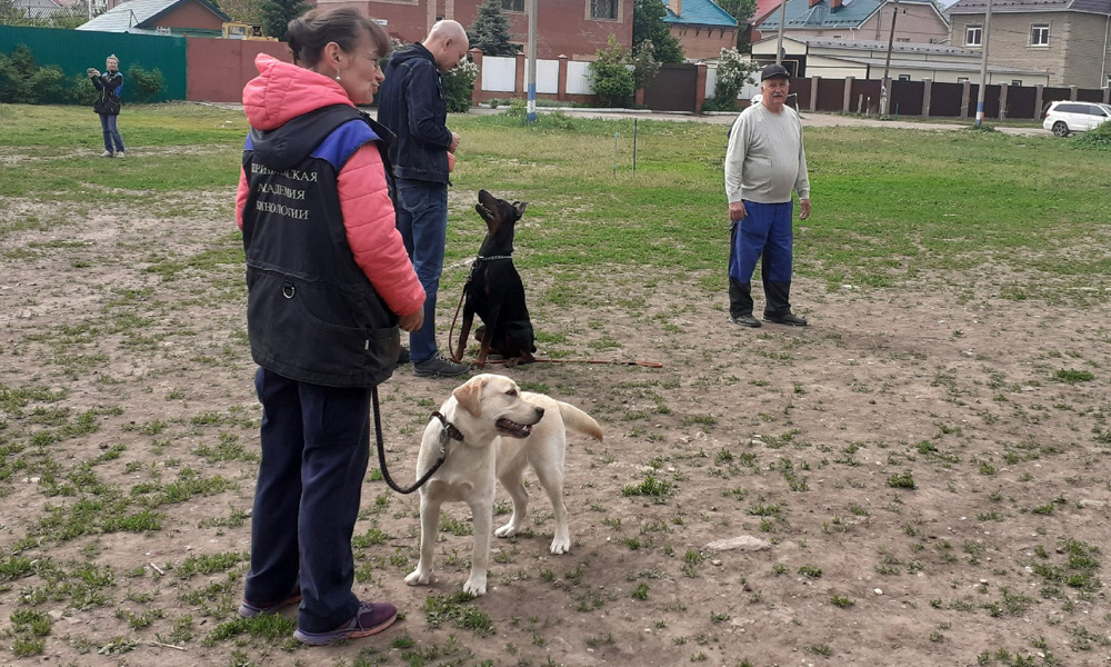 La disciplina NoseWork y sus ventajas