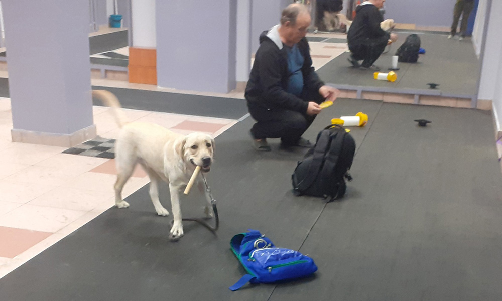 NoseWork - ventajas de los entrenamientos, contenido del curso