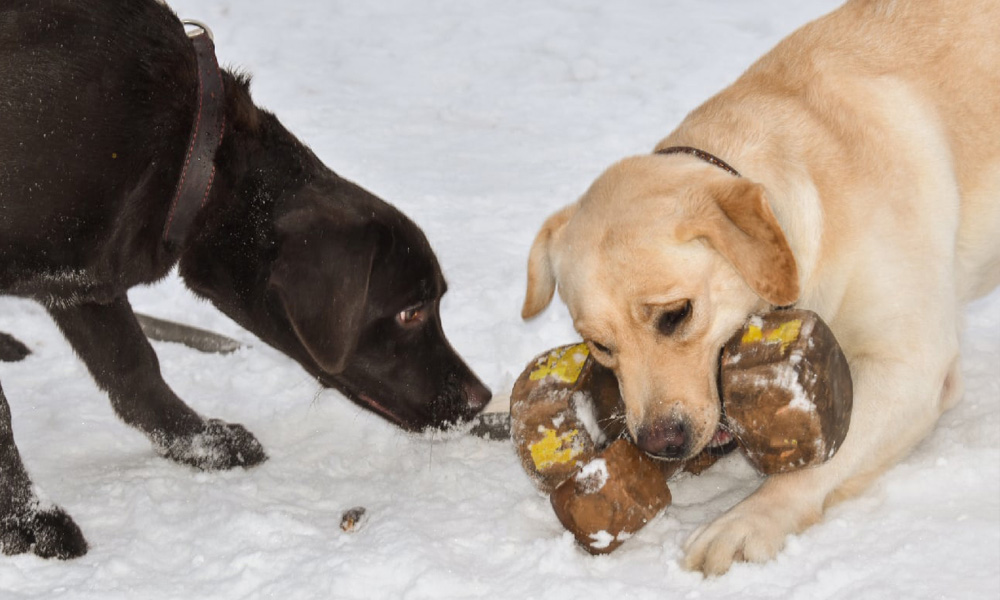 Labrador NORMANDIYA en el entrenamiento de NoseWork