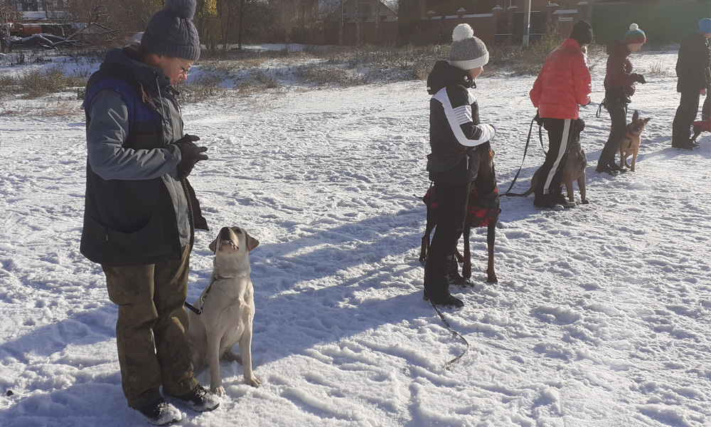 Labrador NORMANDIYA en el entrenamiento de búsqueda