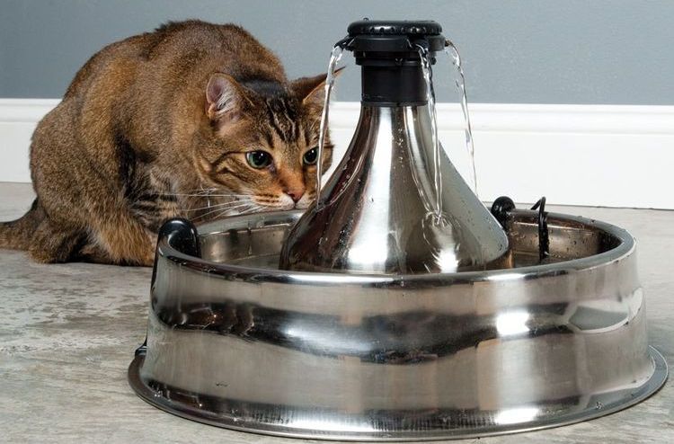 Bebedero tipo fuente para gatos