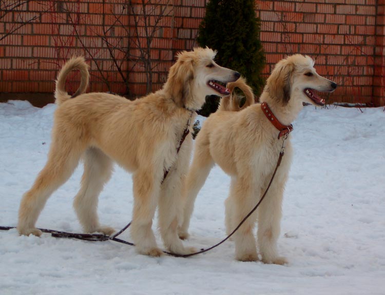 dos perros de raza bakhmul