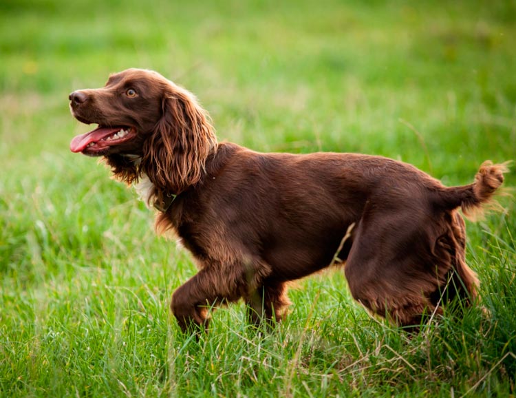 raza de perros Boykin Spaniel