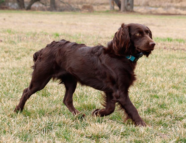 Estándar del Boykin spaniel