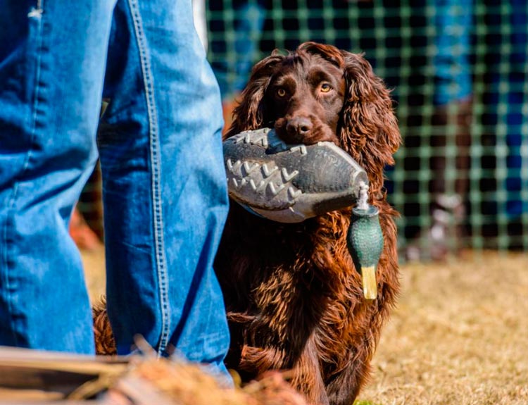 Boykin spaniel en competiciones